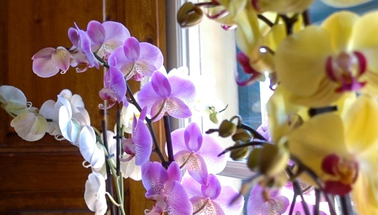 Villa San Donato B&B Лука Екстериор снимка